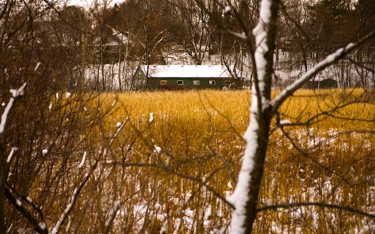 A photo of a green cottage a distance across a yellow field of grass during the middle of winter.