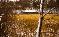 a green cottage by the side of the field during winter: A photo of a green cottage a distance across a yellow field of grass during the middle of winter.