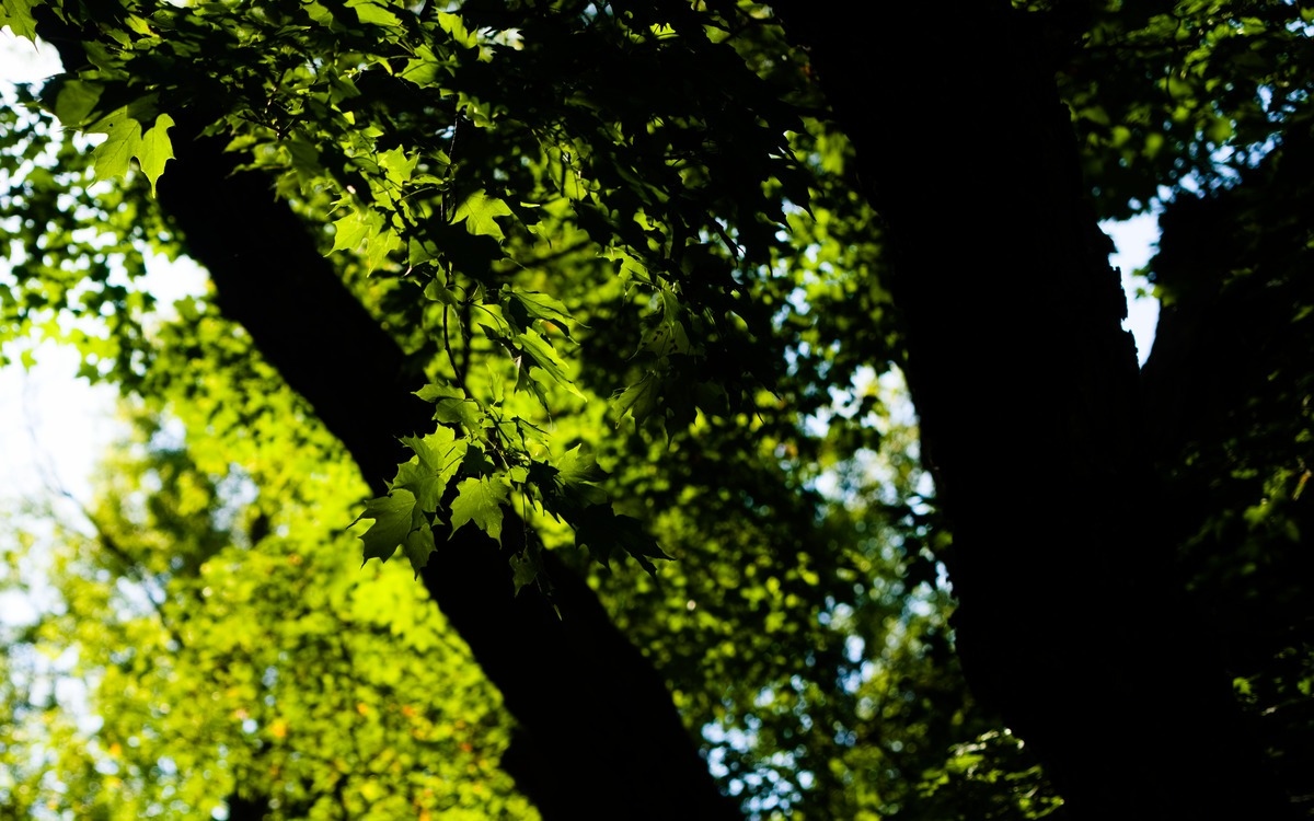 Some green leaves backlit by sunshine