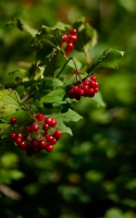 red fruit cherries: red cherry fruits and green leaves on the vine