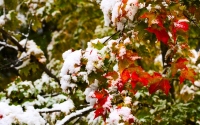 fall season with snow fall : snow fall and red leaves on a fall winter day