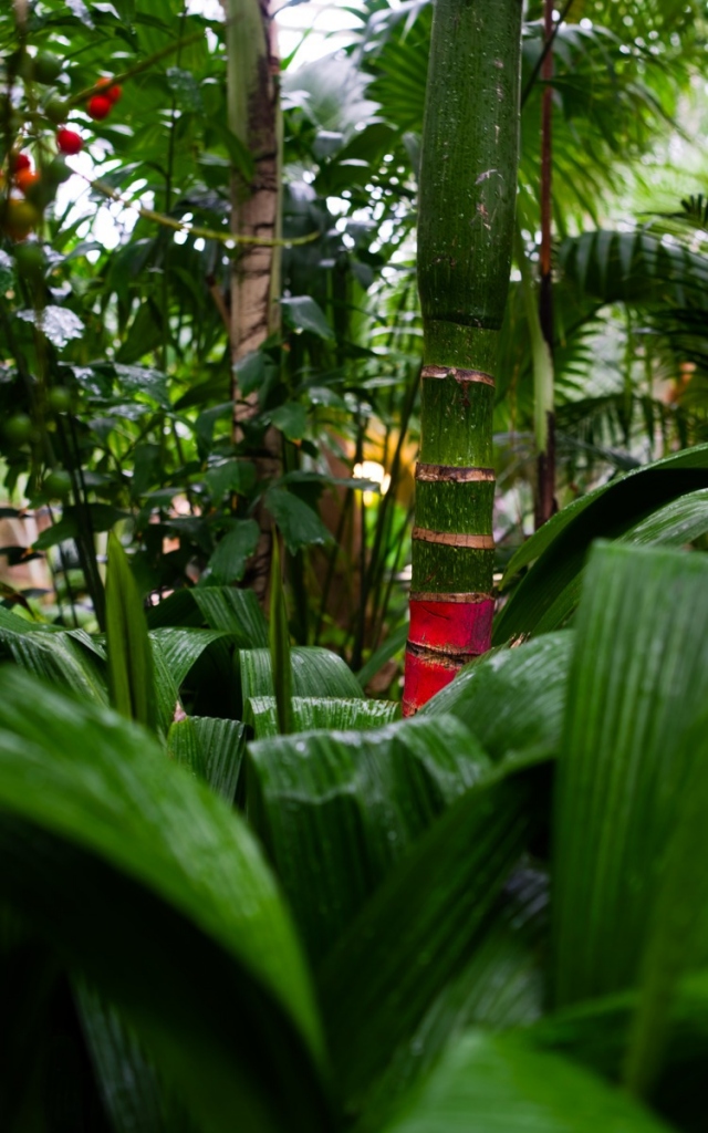 green and red bark of a tree with leaves