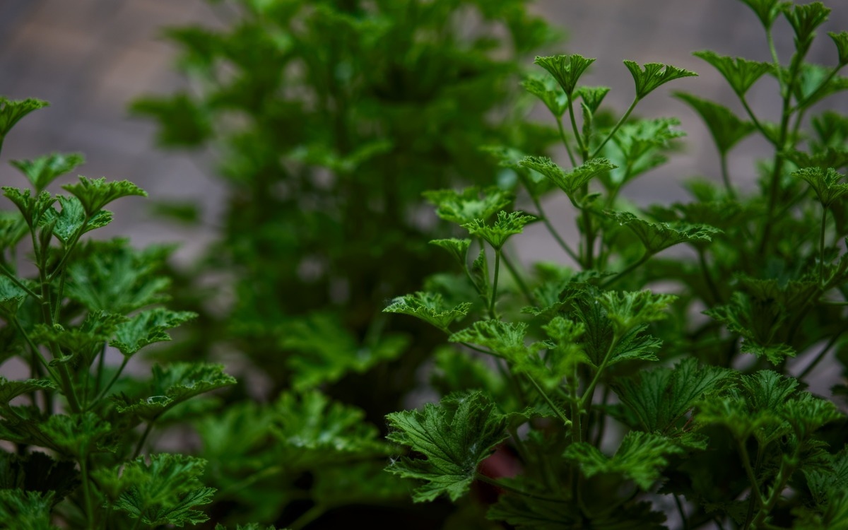 bright green leaves in the bush