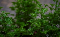 bright green leaves in the bush