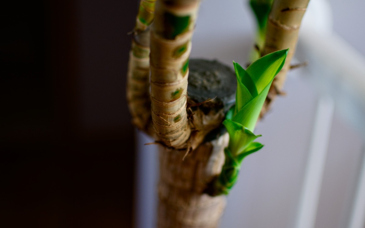 new spring green leaves on a tree break sprouting