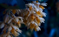 yellow and white flowers in bunches